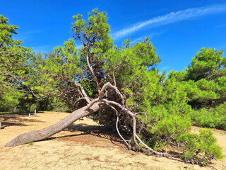 A fallen pine tree grows in the sand against a blue sky.