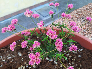A gomphrena globosa bush with pink flowers grows in a pot in the garden.