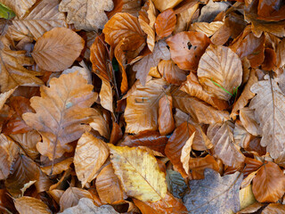 Autumn colorful leaves with a small white mushroom seen from above