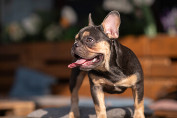 Portrait of a beautiful French bulldog in the park in summer.