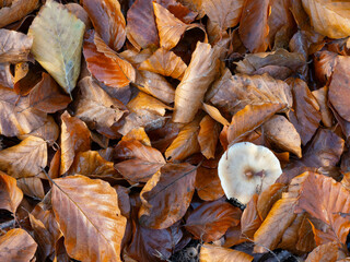 Autumn colorful leaves with a small white mushroom seen from above