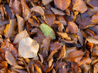 Autumn colorful leaves with a small white mushroom seen from above