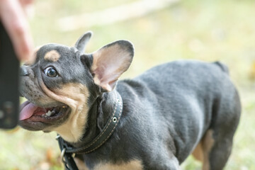 Portrait of a beautiful French bulldog in the park in summer.