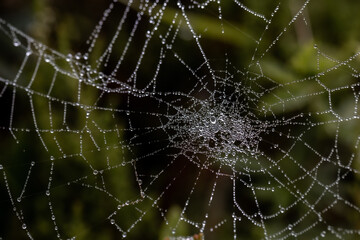Dew drops on spider web. Early foggy morning. Spider webs are nature's works of art. Animals hunting methods idea concept. Horizontal photo. No people, nobody.