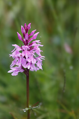 Spotted Orchid (Dactylorhiza maculata) flowering on a meadow