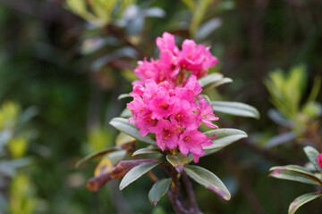 The Great Craggy Mountains along the Blue Ridge Parkway in North Carolina, USA with Catawba Rhododendron during a spring season sunset.