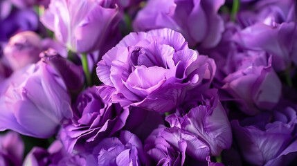 Obraz premium purple eustoma flowers close-up, soft selective focus