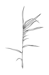 black and white hand drawn scirpus vector © TanyaArt