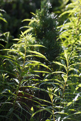 Ivy texture. Ivy hedge background. Ivyberry backdrop. Ivy wallpaper. Ivyberry backround image. Ivy wall. Green wall. Green plant texture. Green leaves background. Myrtle green background