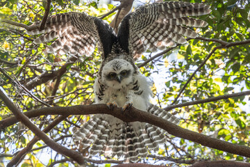 Australian Powerful Owl having a stretch in the tree canopy