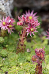 Obraz premium Close-up of beautiful pink flowers Sempervivum montanum or Houseleeks growing in the mountain meadow.