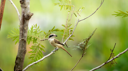 Brown shrike.