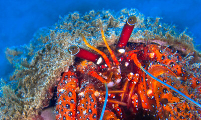 White Spotted Hermit Crab, Left-handed Hermit Crab, Dardanus megistos, Reef Building Corals, Coral Reef, Lembeh, North Sulawesi, Indonesia, Asia