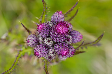 A closeup view of a stunning and beautiful purple thistle flower, which is brilliantly illuminated by warm sunlight