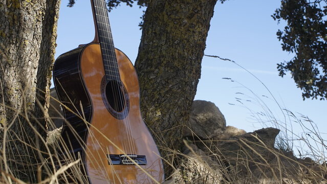 Guitarra clasica en arbol en el campo olivo, Spanish guitar on Tree