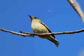 A small, plump bird with a yellowish-green body perches on a branch