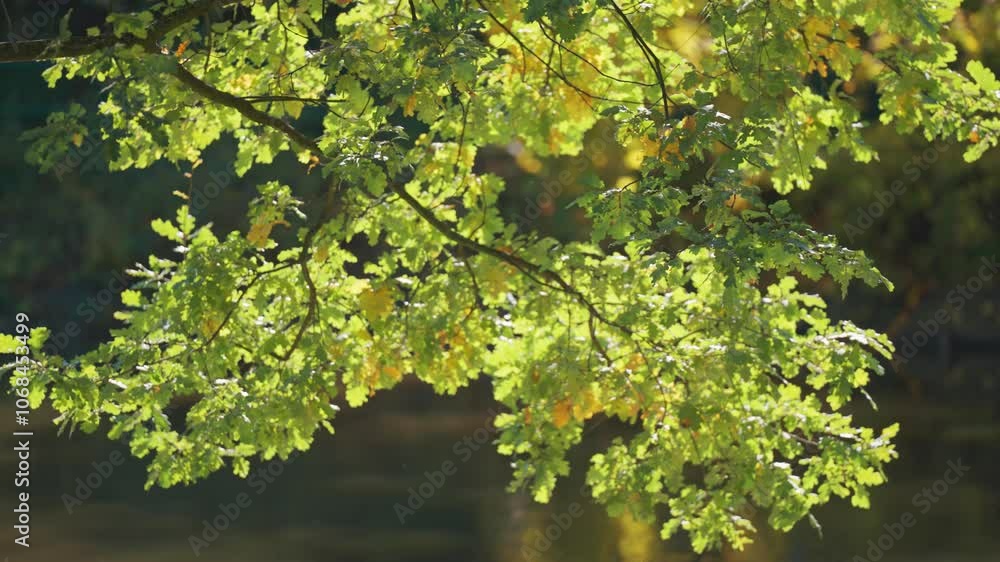 Poster sunlight filters through vibrant green oak tree branches and is reflected from the still water surfa