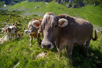 Brown mountain cows grazing on an alpine pasture in the Bernese Alps in summer. Grindelwald, Jungfrau region, Bernese Oberland, Switzerland