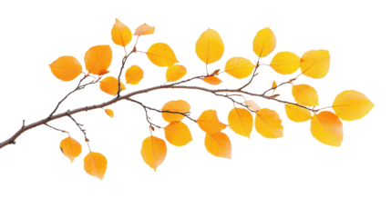 A vibrant branch adorned with stunning yellow leaves, perfect for fall-themed designs and nature-focused projects.