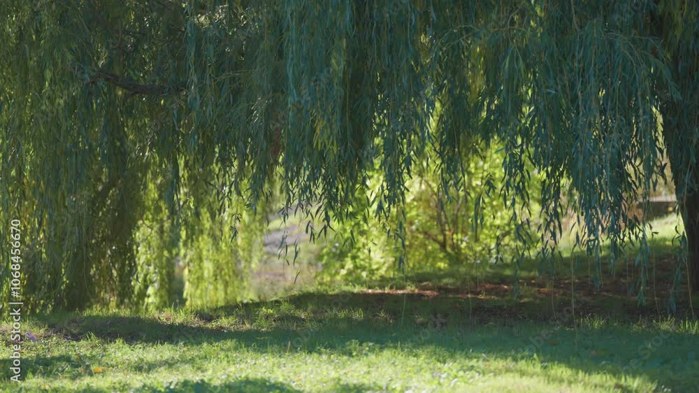 Poster sunlight filters through the hanging branches of the weeping willow tree, with a sunlit lake in the 