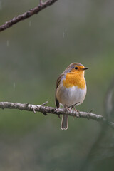 Fototapeta premium Petirrojo Europeo (Erithacus rubecula) en una rama