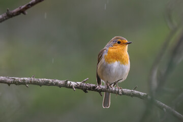 Petirrojo Europeo (Erithacus rubecula) en una rama