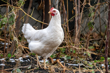 charming white chicken is foraging in a beautiful sunlit farm field, embodying rural life and agriculture. A beautiful white chicken forages for food in a wide open farm field Sunny day