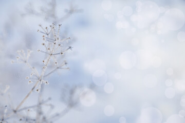 snow covered branches of plant