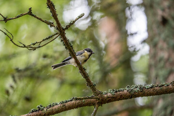 Great tit