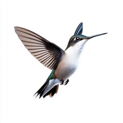 Fototapeta premium A photostock of a delicate hummingbird in flight, isolated on white background, High Quality