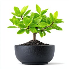 A photostock of a detailed bonsai tree in a pot, isolated on white background, High Quality