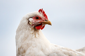 A stunning white chicken that displays a vibrant red crest atop its head against blue sky.
