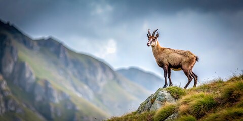 Calm chamois standing on ridge in overcast weather, wildlife, animal, chamois, mountain, ridge, serene, peaceful, cloudy