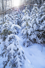 Covered snow spruce trees  in winter