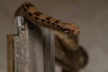 Close-up of Boa Constrictor on Wooden Perch