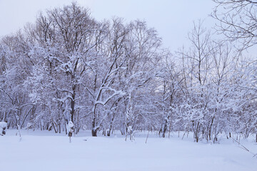Trees covered snow in winter