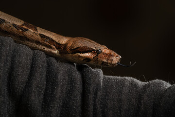 Boa Constrictor Flicking Tongue on Human Arm