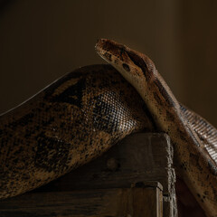 Boa Constrictor Coiled on Wooden Surface in Dark