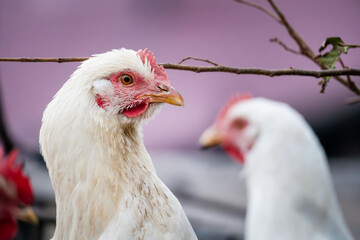 chicken head close-up. closeup of a stunning chicken that vividly showcases its elegant feathering