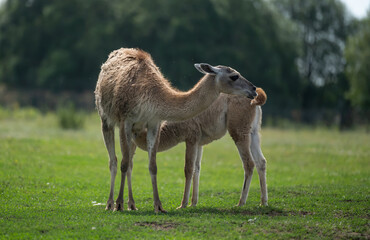 Guanaco Mother and Calf Grazing in Meadow