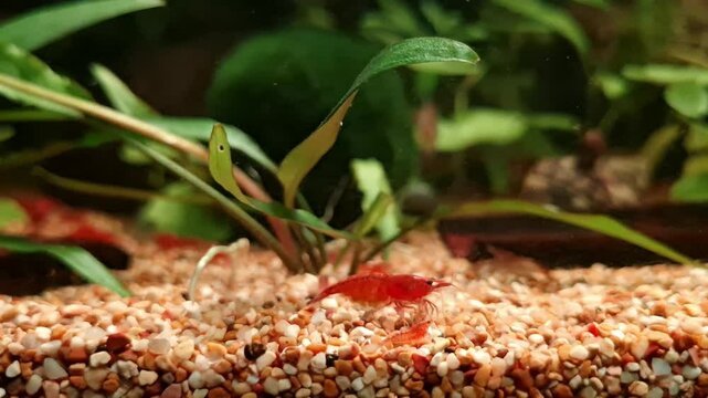 A Neocaridina shrimp cleans the aquarium
