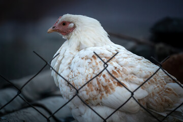 brown and white chicken proudly standing, showcasing its majestic feathers and vibrant plumage. a chicken in a pen for birds on a farm.