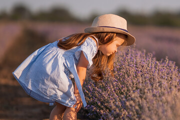 Little girl in in white and blue dress across field of purple lavender smelling lavender at sunset.