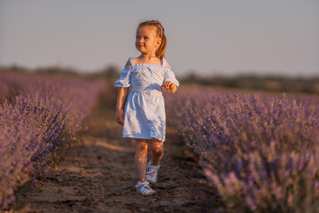 Little girl in in white and blue dress across field of purple lavender among the rows at sunset.