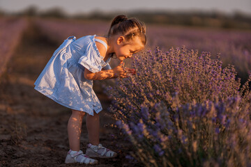 Little girl in in white and blue dress across field of purple lavender smelling lavender at sunset.