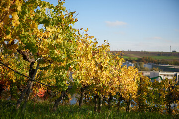 Picturesque Autumn Vineyards on European River Slopes: Scenic Illustration of Wine Country Landscape. Golden Foliage, Blue Sky, and Green Grass Capture the Essence of Winemaking Regions