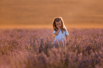 Little girl in in white and blue dress across field of purple lavender among the rows at sunset.
