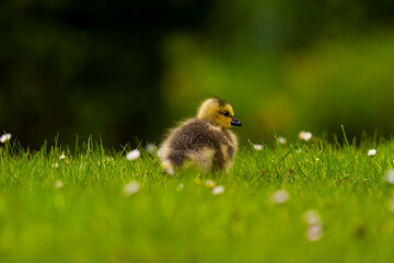 Duckling on the spring meadow