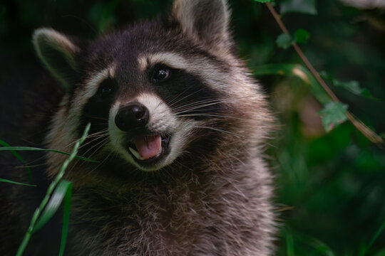Raccoon