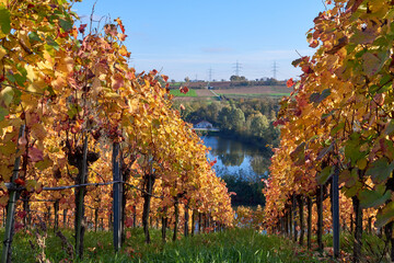 Fototapeta premium Picturesque Autumn Vineyards on European River Slopes: Scenic Illustration of Wine Country Landscape. Golden Foliage, Blue Sky, and Green Grass Capture the Essence of Winemaking Regions